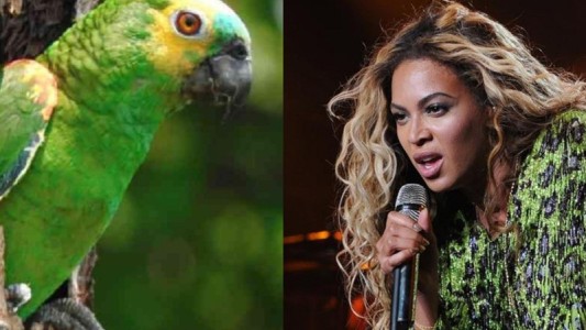 El loro que canta canciones de Beyonce