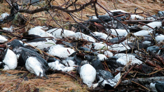 Misterio: Cayeron miles de pájaros muertos en Estados Unidos