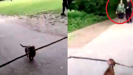 El tierno video de los abuelitos ayudando a un perro