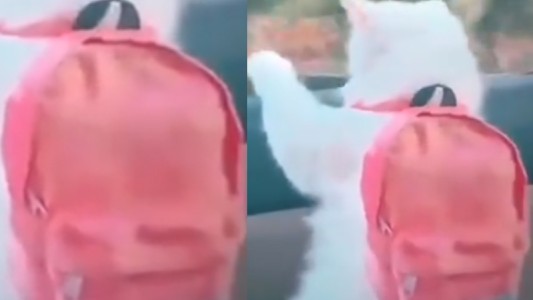 El gatito con mochila que promete enloquecer a todos