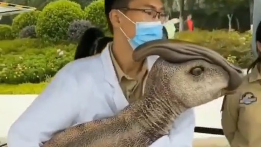 China habría clonado un dinosaurio