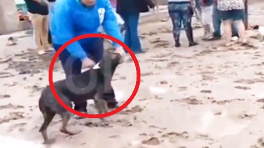 Video horroroso: se peleó con un vecino, perdió y le APUÑALÓ al perro en venganza