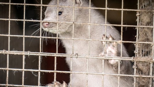 Dinamarca sacrificará visones por un virus que se transmite a humanos