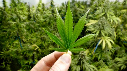 El gobierno aprobó el autocultivo de cannabis medicinal