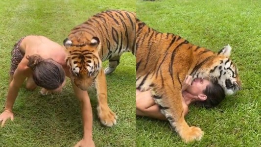 Este tigre está convencido de que es un perro