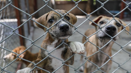 Una mujer fue imputada por maltrato animal luego de encadenar a su perro en el auto