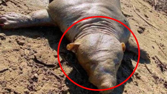 Apareció una extraña criatura en Grecia