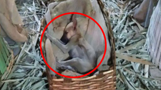 La emocionante foto de un perrito abandonado que durmió en la cuna de un pesebre