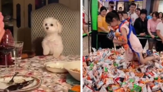 Los mejores videos virales del 2020