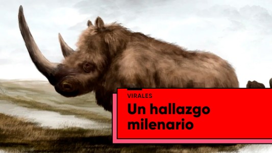Descubren un rinoceronte lanudo de hace 20 mil años congelado
