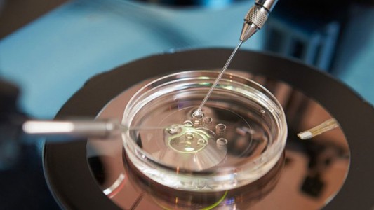 Ordenan a una obra social cubrir un tratamiento de fertilización asistida complejo