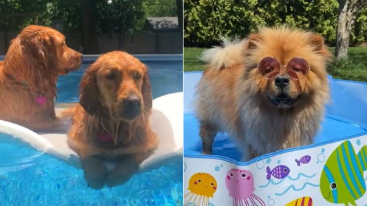 Los perros más divertidos de TikTok