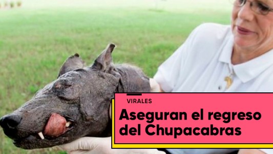 La leyenda del Chupacabras vuelve a tomar fuerzas en Chile