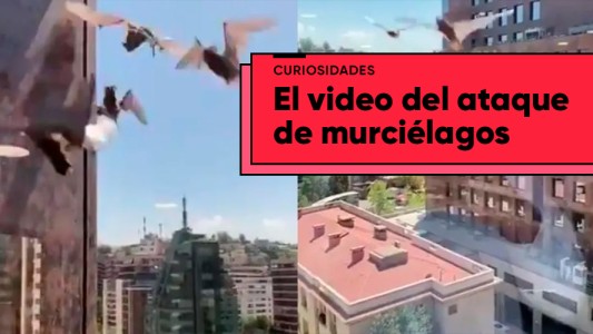 Una invasión de murciélagos alarmó a los vecinos de un edificio a plena luz del día