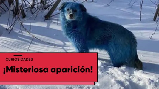 Misteriosa aparición de perros azules en Rusia