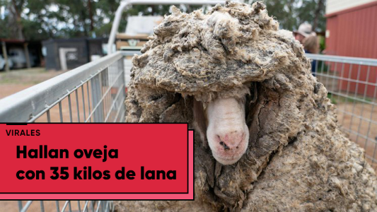 Una oveja pierde 35 kilos de peso tras pasar cinco años sin ser esquilada