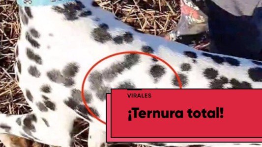 El dálmata que tiene un mensaje en su pelaje