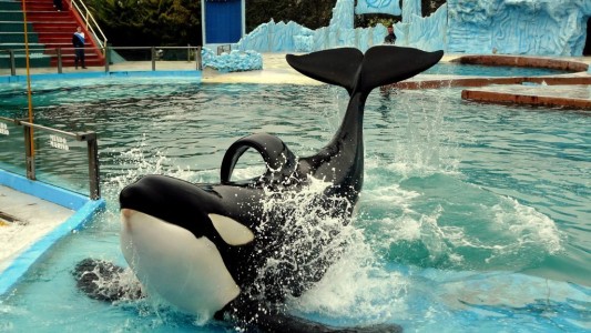 Presentan un proyecto de ley para prohibir espectáculos de animales marinos en cautiverio