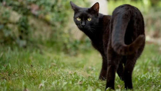 Iniciaron una investigación penal por un gato al que despellejaron vivo