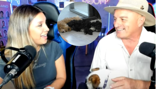 Los cachorros de la casa según la mirada de su veterinario: "Ellos están completamente bien"