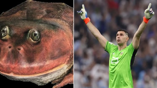 "Lepidobatrachus dibumartinez": descubrieron una especie prehistórica y la bautizaron en homenaje al aquero