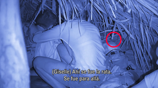 Una rata irrumpió en el campamento sur: gritos, pánico y sobresaltos