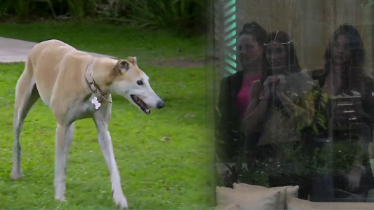 Así fue la emocionante entrada de París a la casa de Gran Hermano