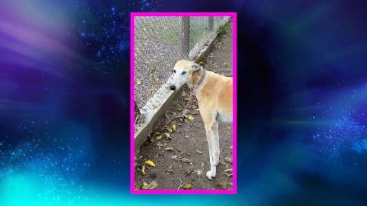 Paris fue adoptada y no volverá a la casa de Gran Hermano