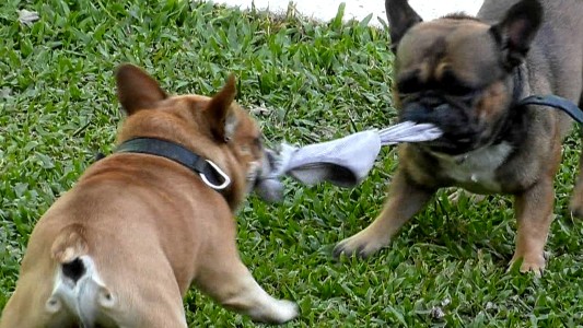 Los perros de Juan Pablo pelearon por las tangas de Sandra