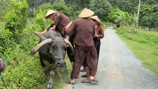 El intento fallido de Marley de subirse a un búfalo: "Se me rompió el pantalón"