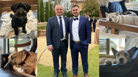 Dos proteccionistas se casan y sus perrihijos serán los testigos: firmarán con sus patitas