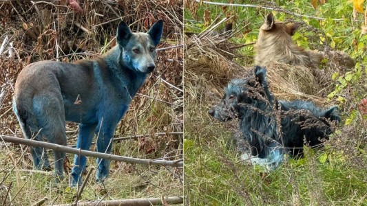 Chernobyl: ¿Por qué hay perros con pelaje azul en la zona de exclusión?