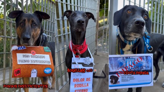 Perros con disfraces "de terror": los looks más creativos que se volvieron virales en Halloween