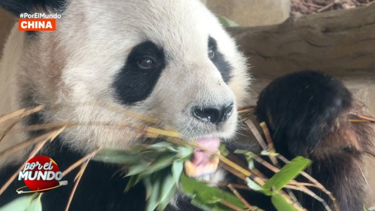 La base de pandas gigantes fue visitada por Marley y los hermanos Caniggia