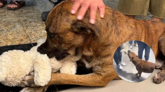 Video | Un perro "robó" un peluche, no quería soltarlo y los clientes se unieron para comprárselo