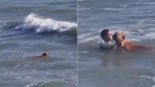 Video | Mar del Plata: heroico rescate de un perro en Playa Grande