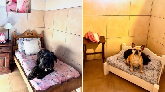 Suites y pileta privada: así es el increíble hotel spa de lujo para perros