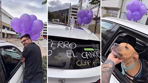 Video | Su perro venció al cáncer y lo celebró con un gesto que conmovió a todos