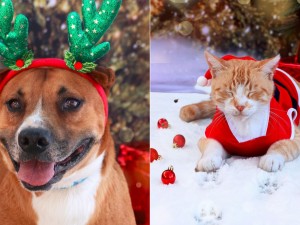 Navidad solidaria: un refugio vistió a sus animales de Papá Noel para fomentar la adopción