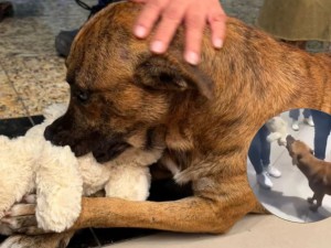 Video | Un perro "robó" un peluche, no quería soltarlo y los clientes se unieron para comprárselo