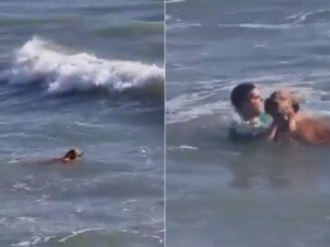 Video | Mar del Plata: heroico rescate de un perro en Playa Grande